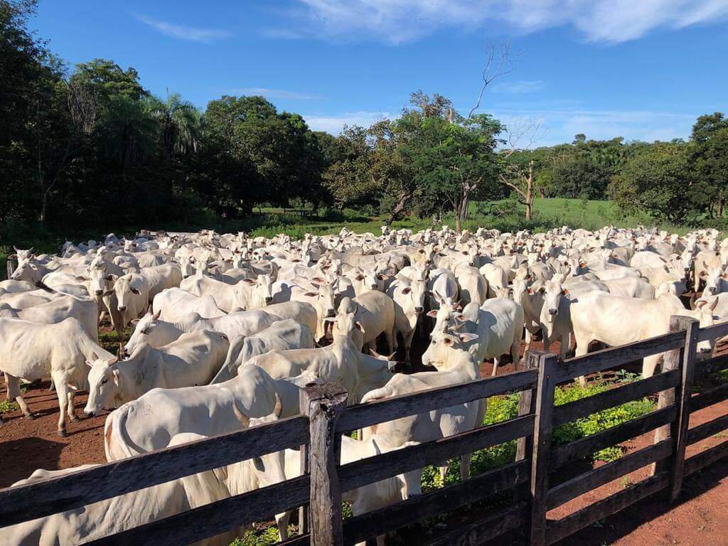 O papel do controle de rebanho no lucro da fazenda