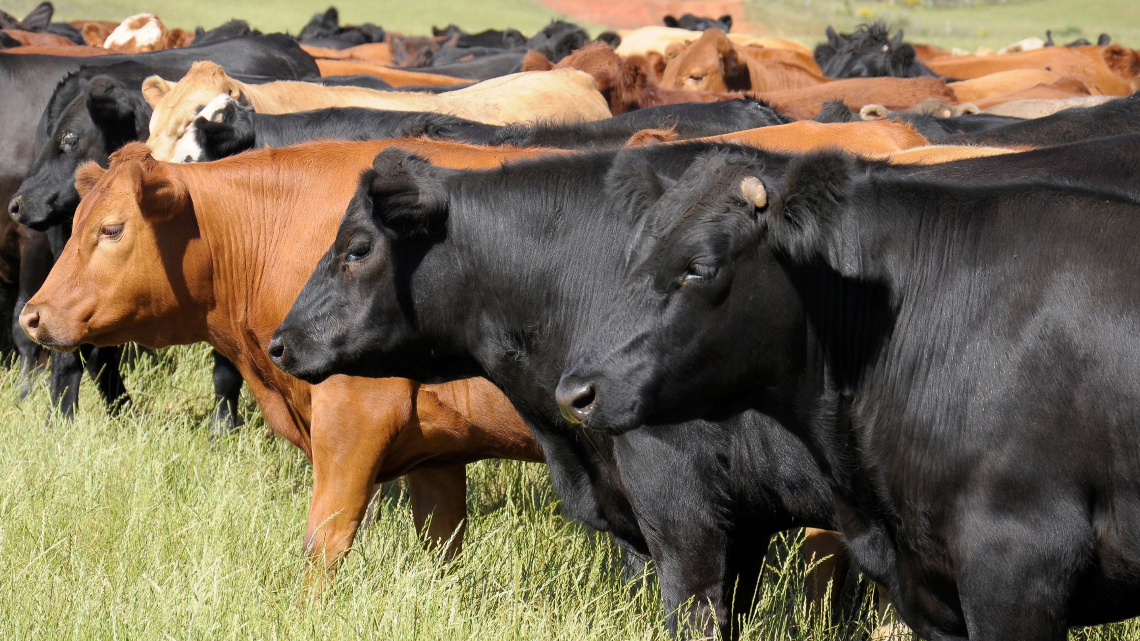 Principais raças de bovinos de corte no Brasil