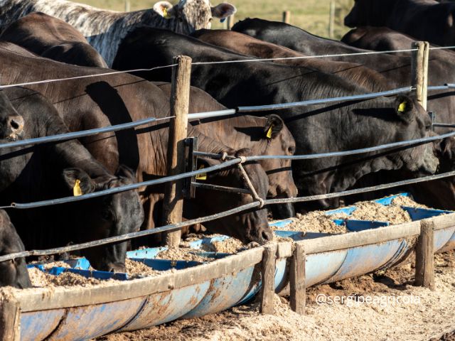 Melhoramento genético e seleção de matrizes