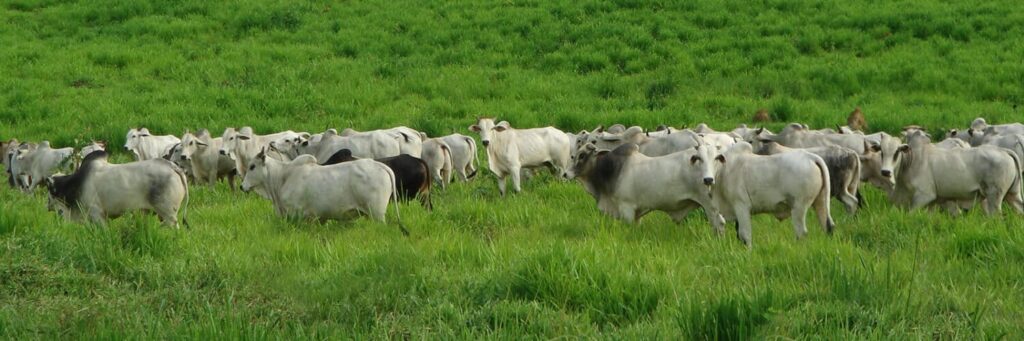 Rotação de pastagens: como planejar o uso do solo