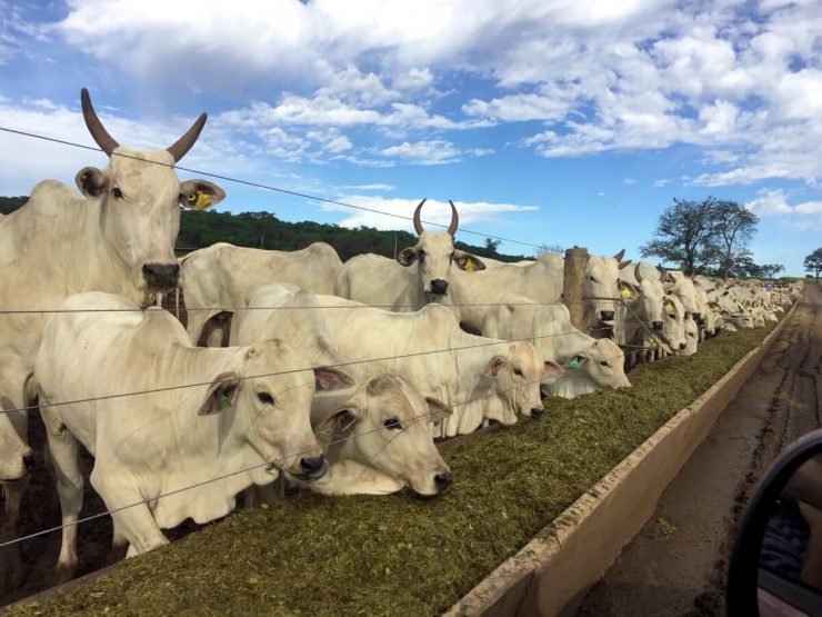 Suplementação eficiente para ganho de peso no confinamento
